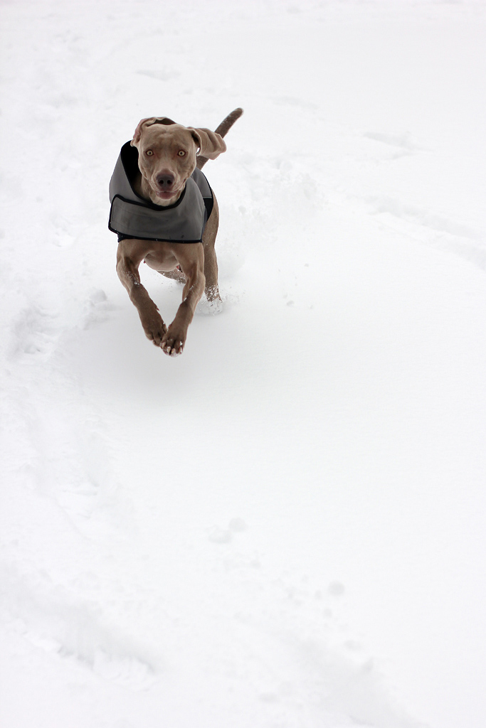 Bounding Through the Snow. Photography by Cormac Scanlan.